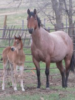 2017 foal Sweet Watch Chic